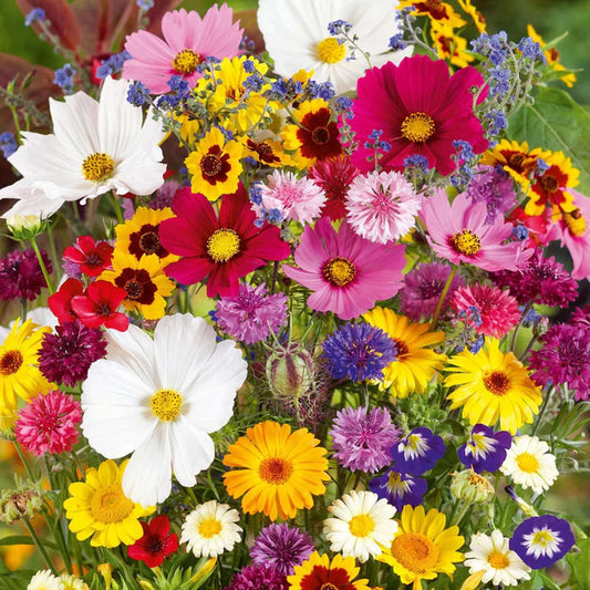 Mix Flower Seeds (Pack of 100 Seeds)